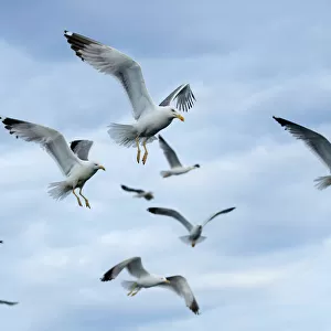 Flock of seagulls fly near Danilo Latins ship in Savudrija