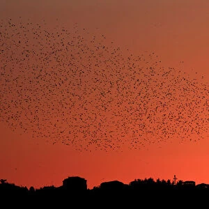 A flock of starlings fills the sunset over Rome
