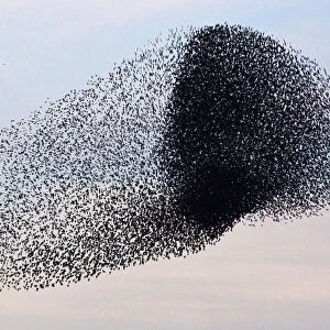 A flock of starlings fly over an agricultural field near the southern Israeli city of