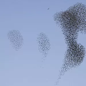 A flock of starlings fly over Rahovec