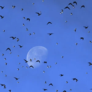 Flocks of wading and sea birds pass in front of the moon as they fly over the coastline