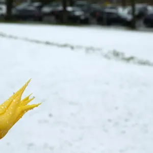 A flower is pictured after a snow fall on a spring day in the garden of the European