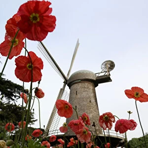 Flowers bloom near the Dutch Windmill in the Queen Wilhelmina Tulip Garden in Golden