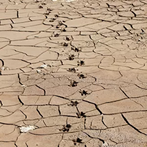 Footprints of a capybara are seen on the cracked grounds of the Jaguari dam