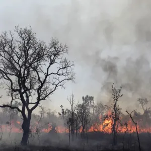 A forest fire burns at the Brasilia National Park A forest fire burns at the Brasilia National Park