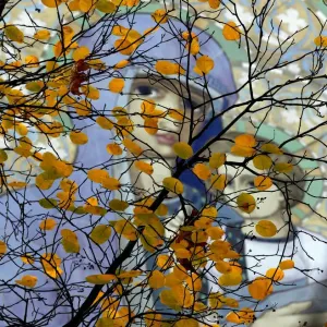 Fresco is seen through autumn leaves in a park in St. Petersburg Fresco is seen through autumn leaves in a park in St. Petersburg