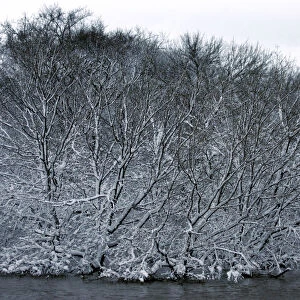 Fresh wet snow sticks to trees in the flood waters of the Red River of the North looking