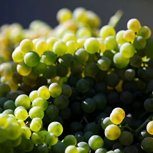 Freshly harvested Solaris grapes for the production of fermented young wine