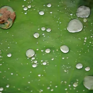 A frog is pictured on the leaf of a lotus after the rain at a pond in Lalitpur