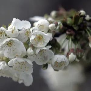 Full-bloom cherry blossoms are seen inside garden in Srinagar