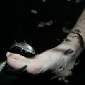 Garra rufa obtusas, also known as doctor fish, swim around the foot of a man as he Garra rufa obtusas, also known as doctor fish, swim around the foot of a man as he