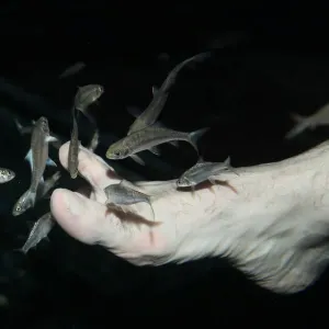 Garra rufa obtusas, also known as doctor fish, swim around the foot of a man as he Garra rufa obtusas, also known as doctor fish, swim around the foot of a man as he