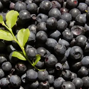 Gathered blueberries are seen in a marsh near the village of Borki Gathered blueberries are seen in a marsh near the village of Borki