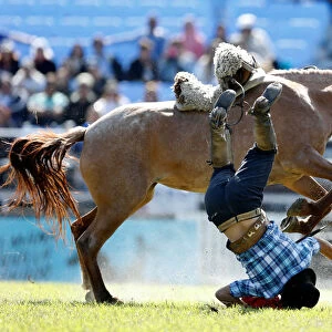 A gaucho is unseated by an untamed horse during the Creole week celebrations in