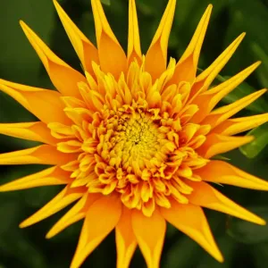 A Gazania flower is on display during the 2009 California Pack Trial at the Ecke Ranch