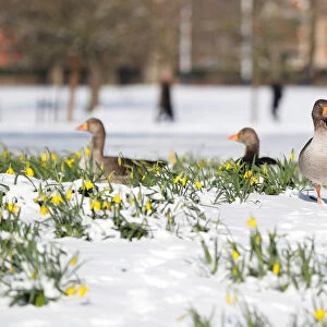 Geese walk next to daffodils in the snow in St James Park, London