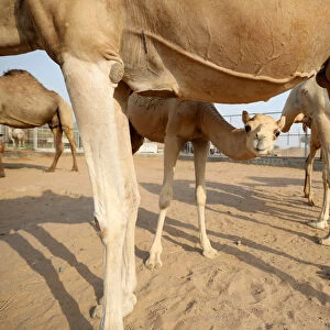A general view of camels at a farm in Adhen Village