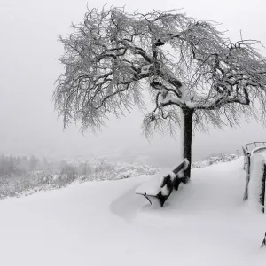General view of a country scene with a tree covered with freshly-fallen snow in Dabo General view of a country scene with a tree covered with freshly-fallen snow in Dabo