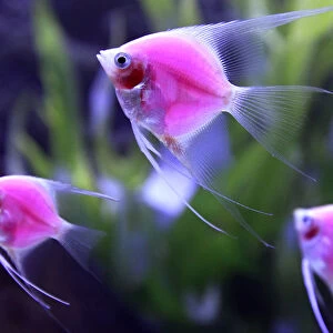 Genetically-engineered fish glow in a tank during the 2014 Taiwan Aquarium Expo in Taipei