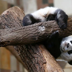 Giant Panda cub Fu Feng is seen at Schoenbrunn Zoo in Vienna