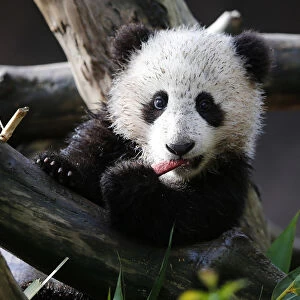 Giant Panda cub Xiao Liwi is shown for the first time on public display after the section