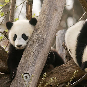 Giant Panda twin cubs Fu Feng and Fu Ban are seen at Schoenbrunn Zoo in Vienna