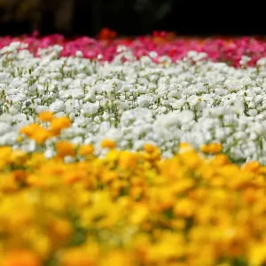 Giant Tecolote ranunculus flowers bloom at the Flower Fields at Carlsbad Ranch in Carlsbad