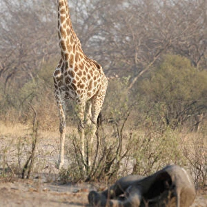 Zimbabwe Collection: Wildlife