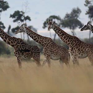 Giraffes are seen in Masai Mara National Reserve