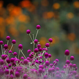 Globe amaranth flowers, used to make garlands and offer prayers