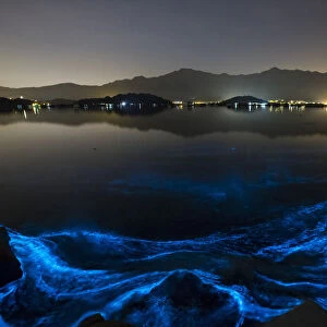 Glow-in-the-dark blue waves caused by the phenomenon known as harmful algal bloom or red