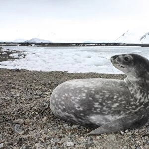 Reuters Collection: Antarctica