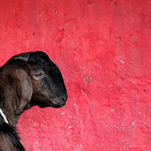 A goat for sale for the upcoming Muslim Eid Al-Adha holiday in Jakarta