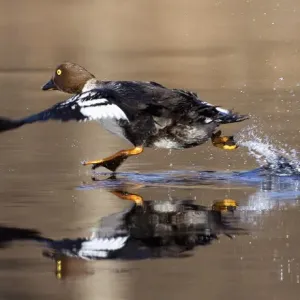 A Goldeneye runs on the surface of a river near the remote village of Sosnovy Bor A Goldeneye runs on the surface of a river near the remote village of Sosnovy Bor