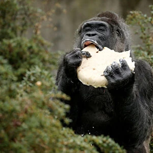 Gorilla Fatou eats a birthday cake at the Berlin Zoo