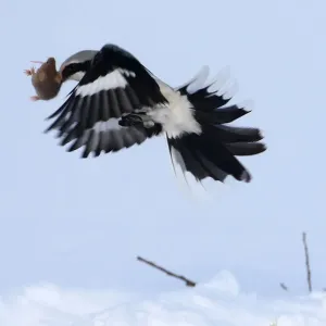 A great grey shrike grabs a mouse in a field near the village of Vasilkova A great grey shrike grabs a mouse in a field near the village of Vasilkova