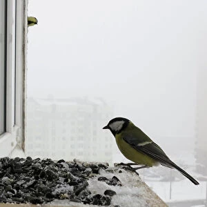 Great tit feeds at bird feeder at a window sill of an apartment in Minsk