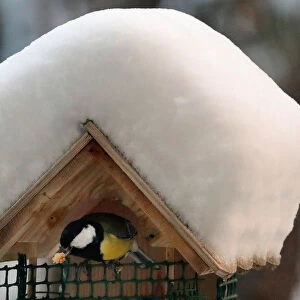 A great tit leaves a snow-covered bird feeder in Paris