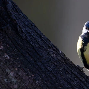 Great tit sits on a tree on the outskirts of Minsk