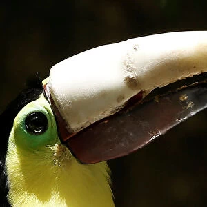 Grecia the toucan, which lost most of his upper beak in an attack