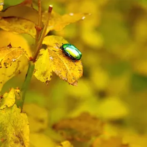 Green bug crawls on an autumn leaf in a park in Amman