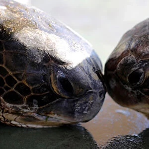 Two green sea turtles touch heads at the Israeli Sea Turtle Rescue Center, in Mikhmoret