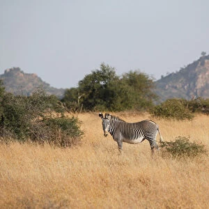 Wildlife Collection: Zebras