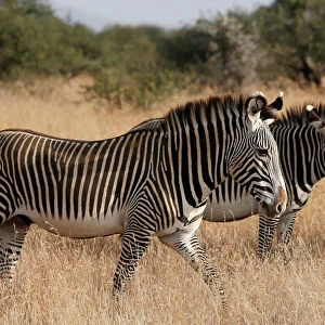 Grevys zebras, the most threatened species of zebra, graze at the Mpala research centre