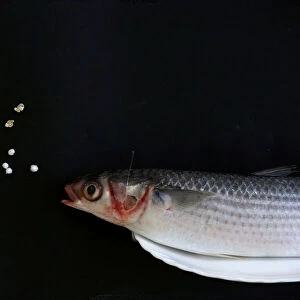 A grey mullet is shown next to microplastic found in Hong Kong waters during a Greenpeace