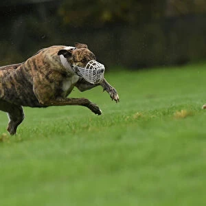 A greyhound chases a hare during a hare coursing meeting in Abbeyfeale