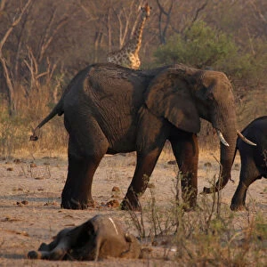 A group of elephants and giraffes walk near a carcass of an elephant at a watering
