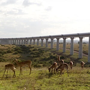 A group of impala graze near the elevated railway line that allows movement of animals