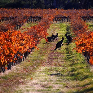 A group of Kangaroos can be seen between rows of vines at the Charles Melton vineyard