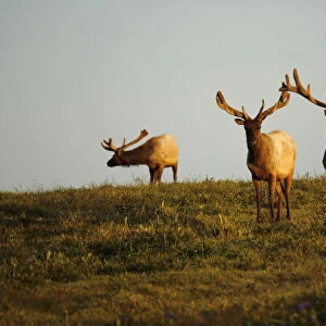 A group of tule elk stand on a hillside in Point Reyes National Seashore